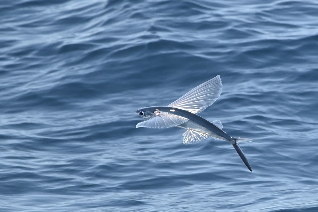 Bennetts vliegende vis (Cheilopogon pinnatibarbatus) — Exocoetidae