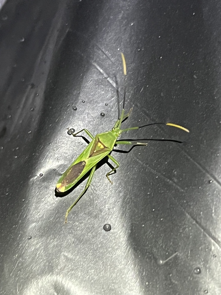 Savius diversicornis