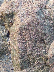 Balanomorpha