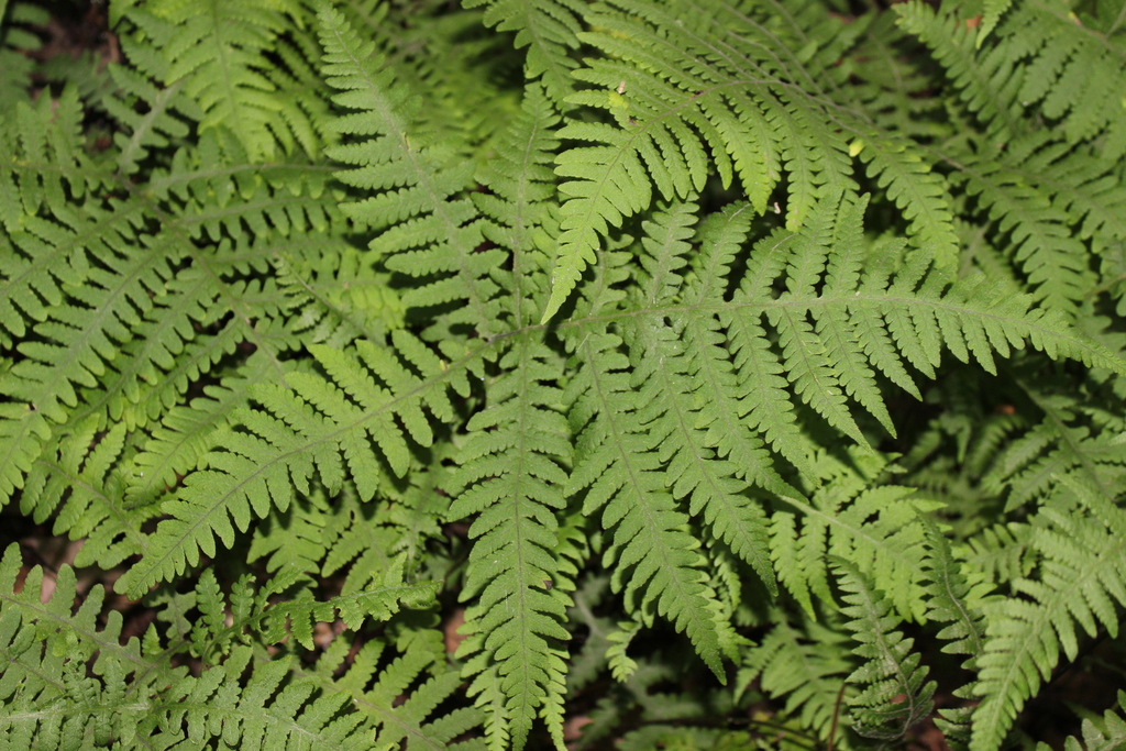 broad beech fern in August 2023 by Grant Fessler · iNaturalist