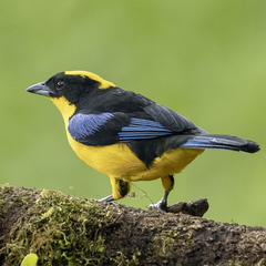 Anisognathus somptuosus