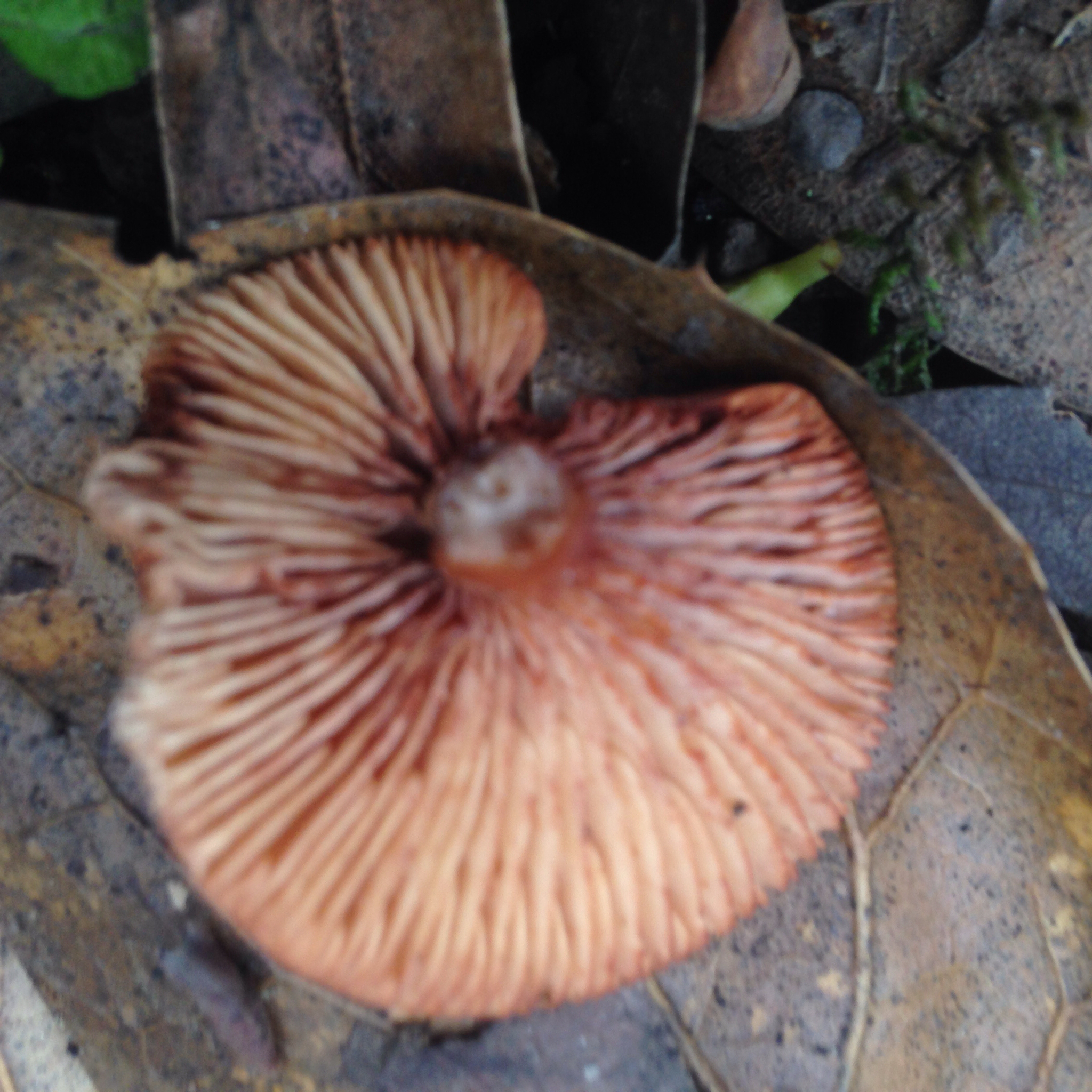 Lactarius rufulus image