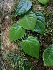 Philodendron hederaceum image