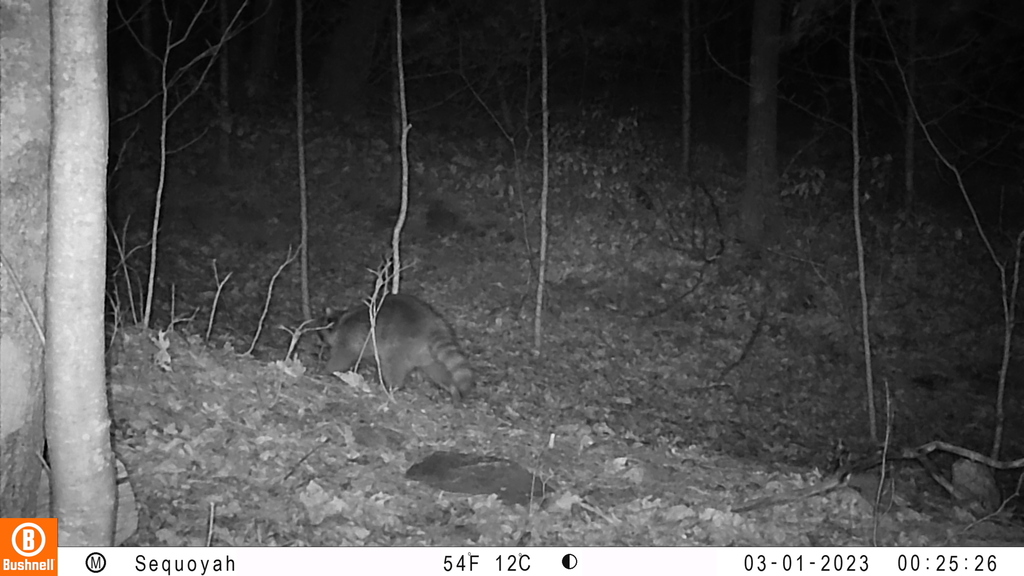 Common Raccoon in March 2023 by blackpanther77. B01[0:0] TT[621] (21)E ...