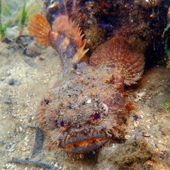 Threespine Toadfish photo 3