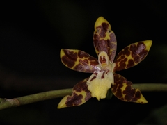 Oncidium maculatum