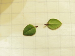 Clinopodium mexicanum