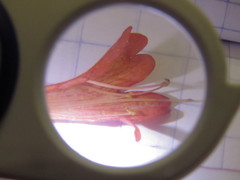 Clinopodium mexicanum