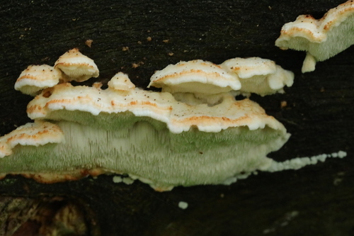 Postia lateritia