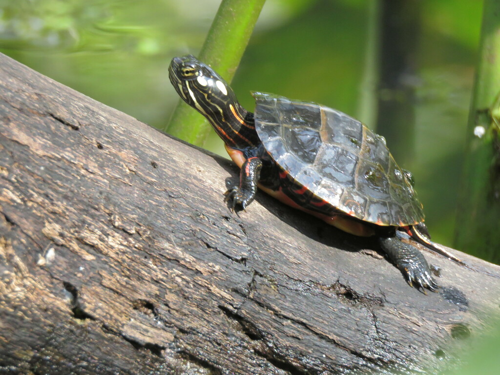 Painted Turtle from Big Island, King and Queen County, VA, USA on