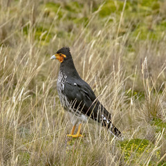 Daptrius carunculatus