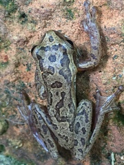 Dendropsophus columbianus
