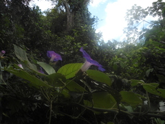 Ipomoea villifera