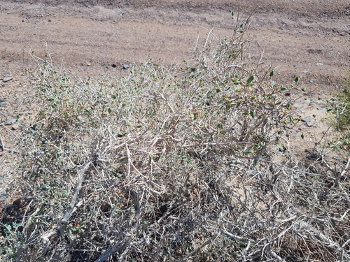 Atraphaxis spinosa, photograph 4