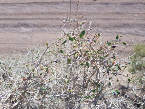 Atraphaxis spinosa, photograph 3