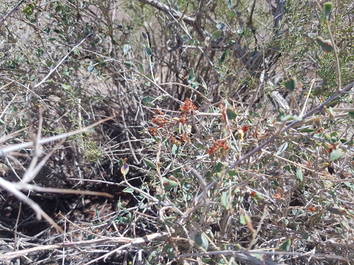 Atraphaxis spinosa, photograph 6
