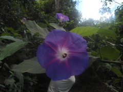 Ipomoea villifera