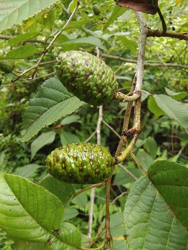 Alnus trabeculosa iNat (2)