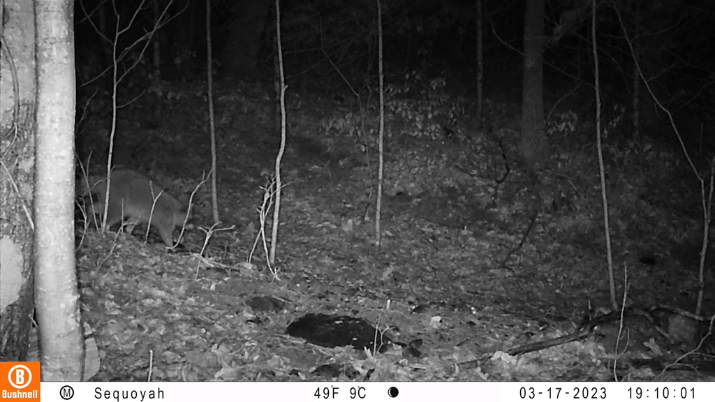 Common Raccoon in March 2023 by blackpanther77. B01[0:0] TT[624] (21)E ...