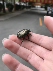 Protaetia orientalis