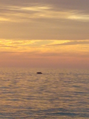 Tursiops truncatus