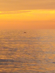 Tursiops truncatus
