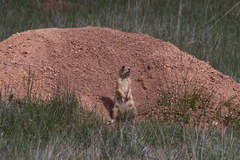 Cynomys parvidens