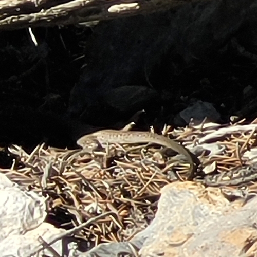 iNaturalist observation photo of Western Whiptail
