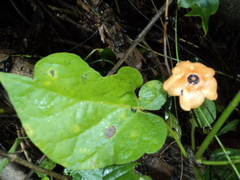 Bruceholstia magnifolia