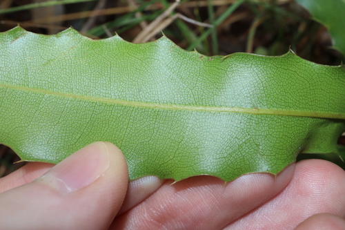 Image of Macadamia integrifolia by (c) Thomas Mesaglio, some rights reserved (CC BY)