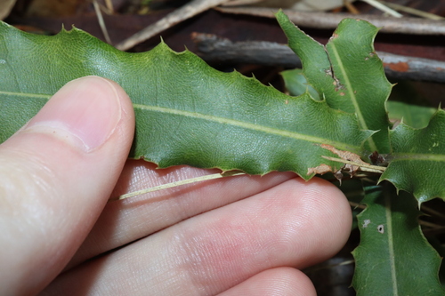Image of Macadamia integrifolia by (c) Thomas Mesaglio, some rights reserved (CC BY)