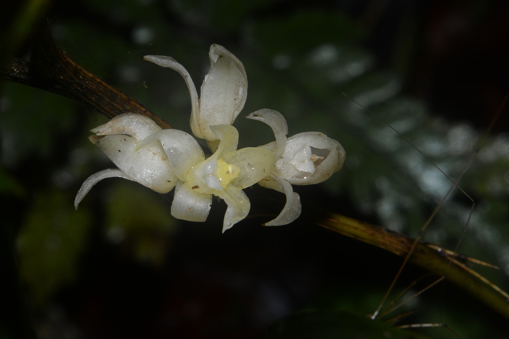 Tropidia curculigoides
