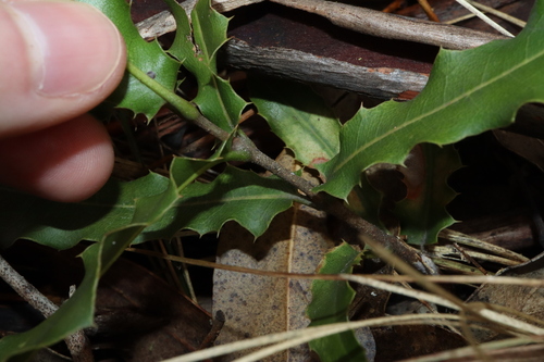 Image of Macadamia integrifolia by (c) Thomas Mesaglio, some rights reserved (CC BY)