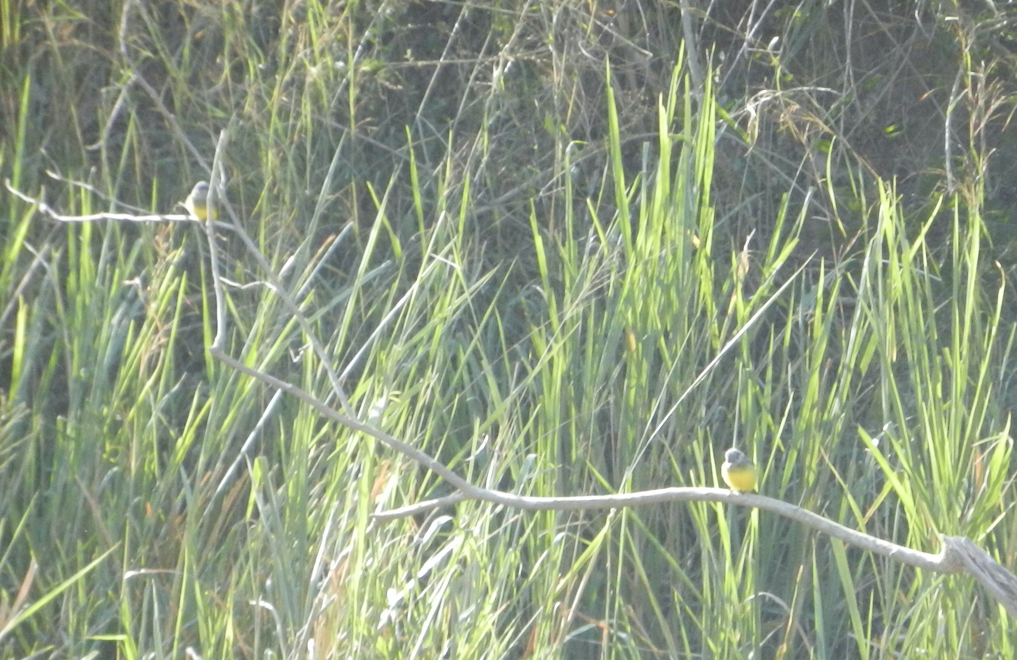 Tyrannus melancholicus image