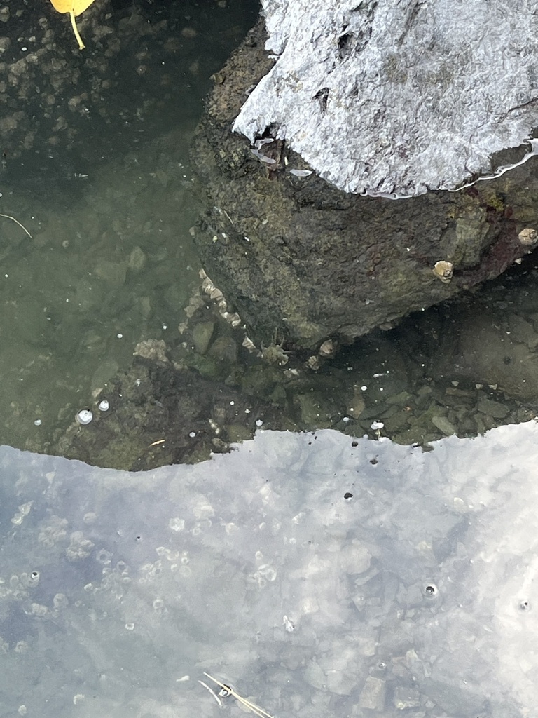 Eubrachyuran Crabs from Bay, Greenbank, WA, US on July 16, 2023