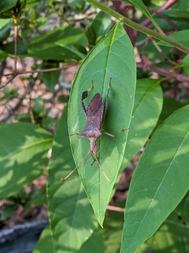 Magnolia Leaf-footed Bug photo 5