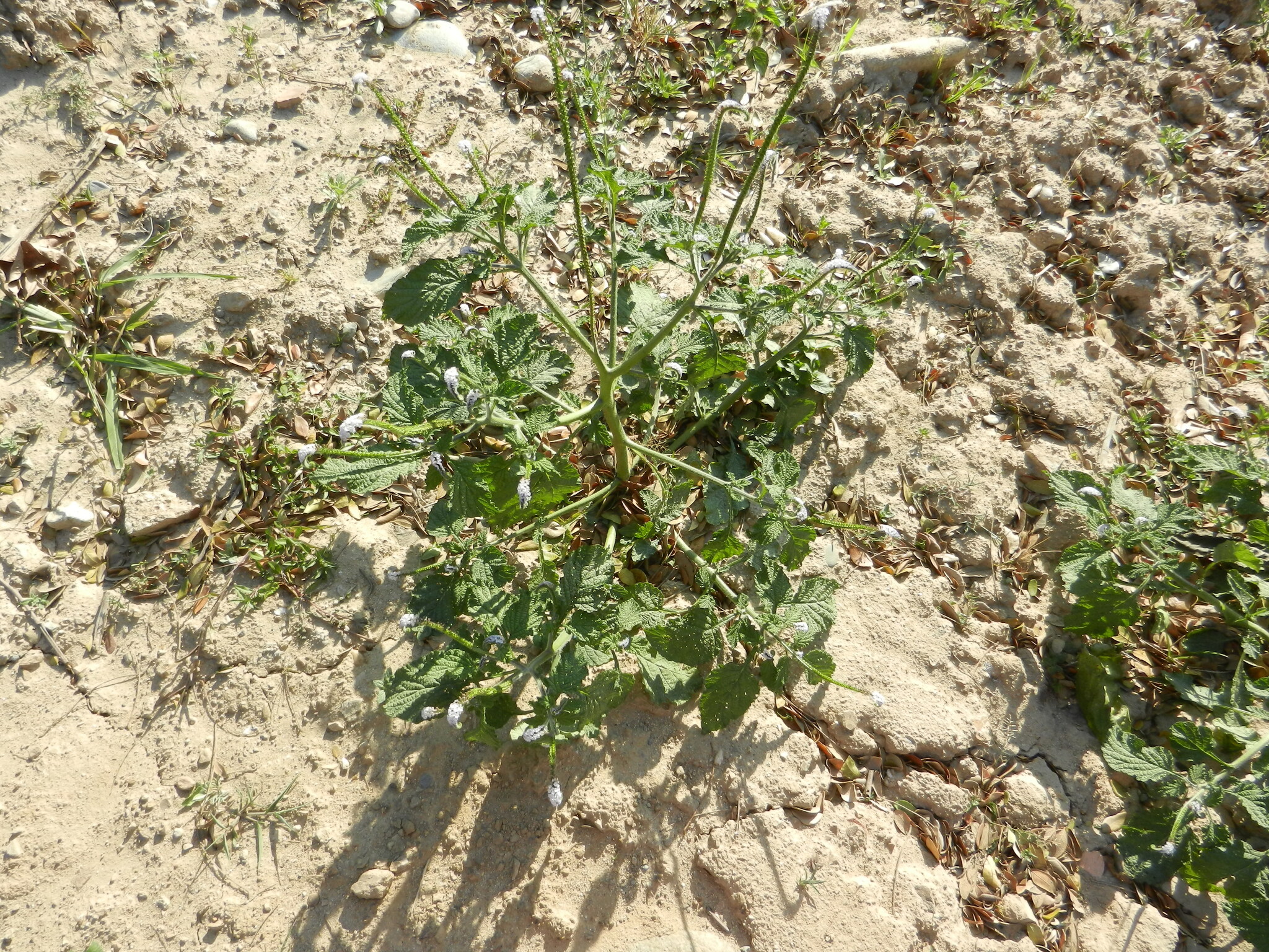 Heliotropium indicum image