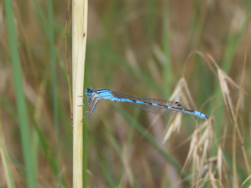 River Bluet photo 3