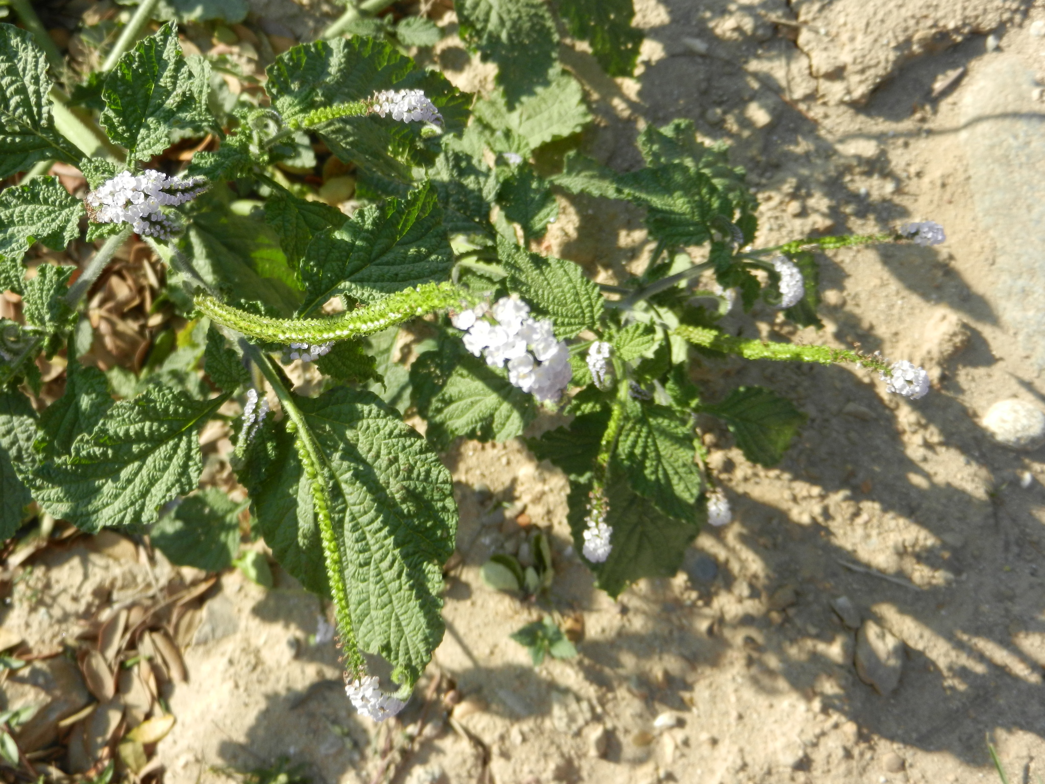 Heliotropium indicum image