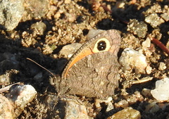 Haywardella edmondsii