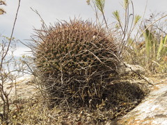 Mammillaria mystax
