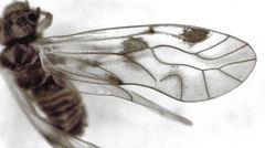 Euryphallus stigmaticus