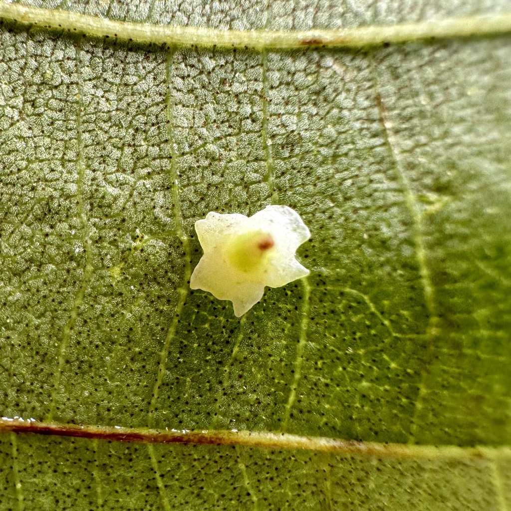 hickory-starry-base-gall-midge-from-national-institutes-of-health