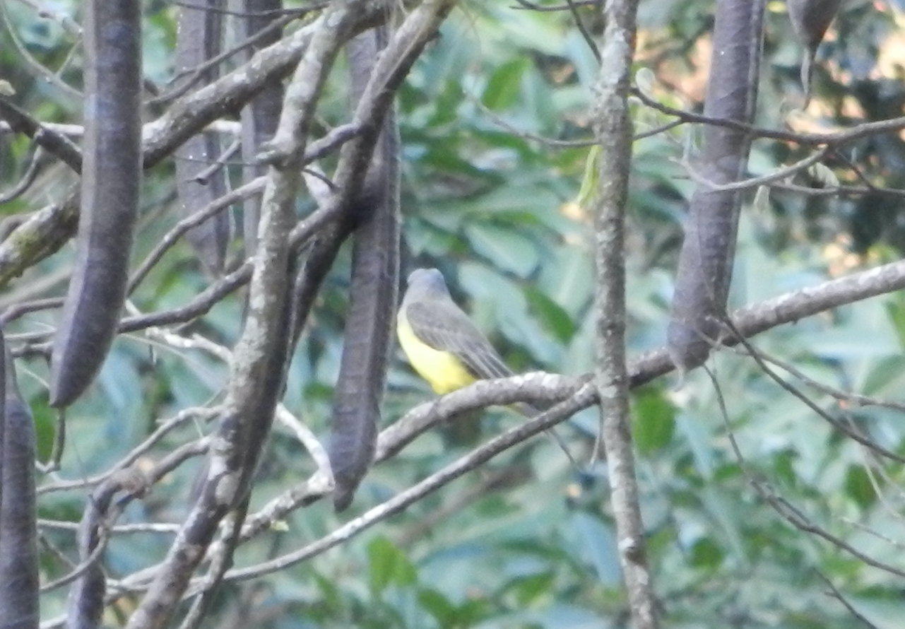 Tyrannus melancholicus image