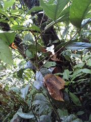 Bunchosia cornifolia