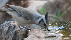 Bridled Titmouse photo 5