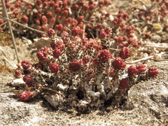 Sedum liebmannianum