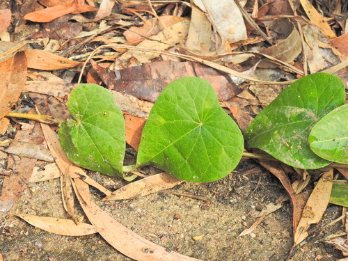 Stephania japonica