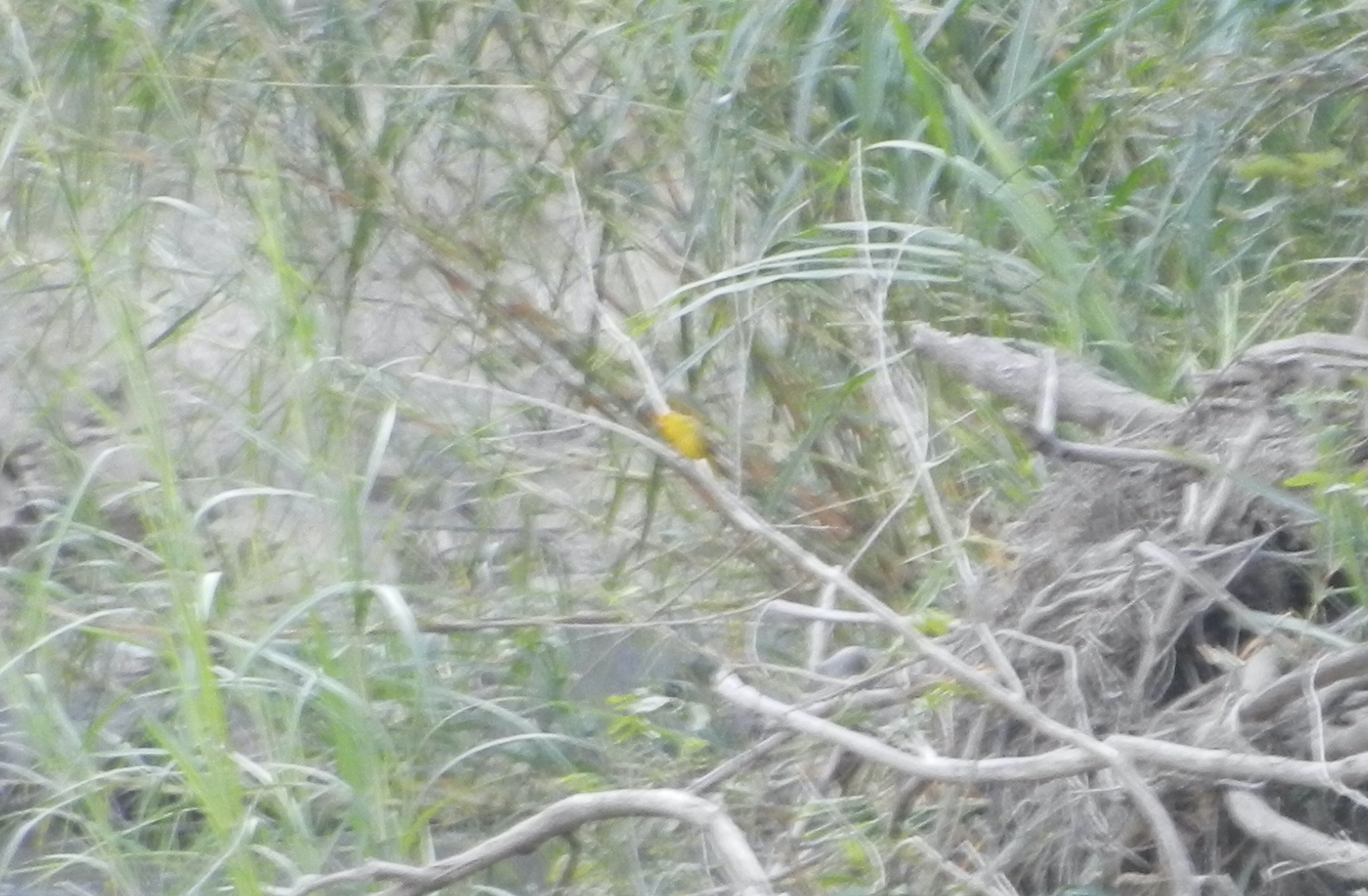 Sicalis image