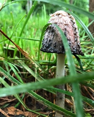 Coprinus comatus
